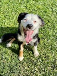 a black and white dog sitting on the grass